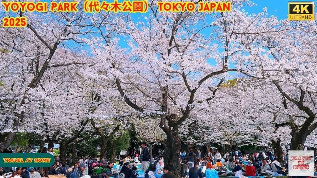 ohanami picnic at yoyogi park