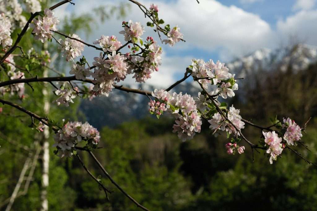 cherry blossom season 2026 mountain cherry