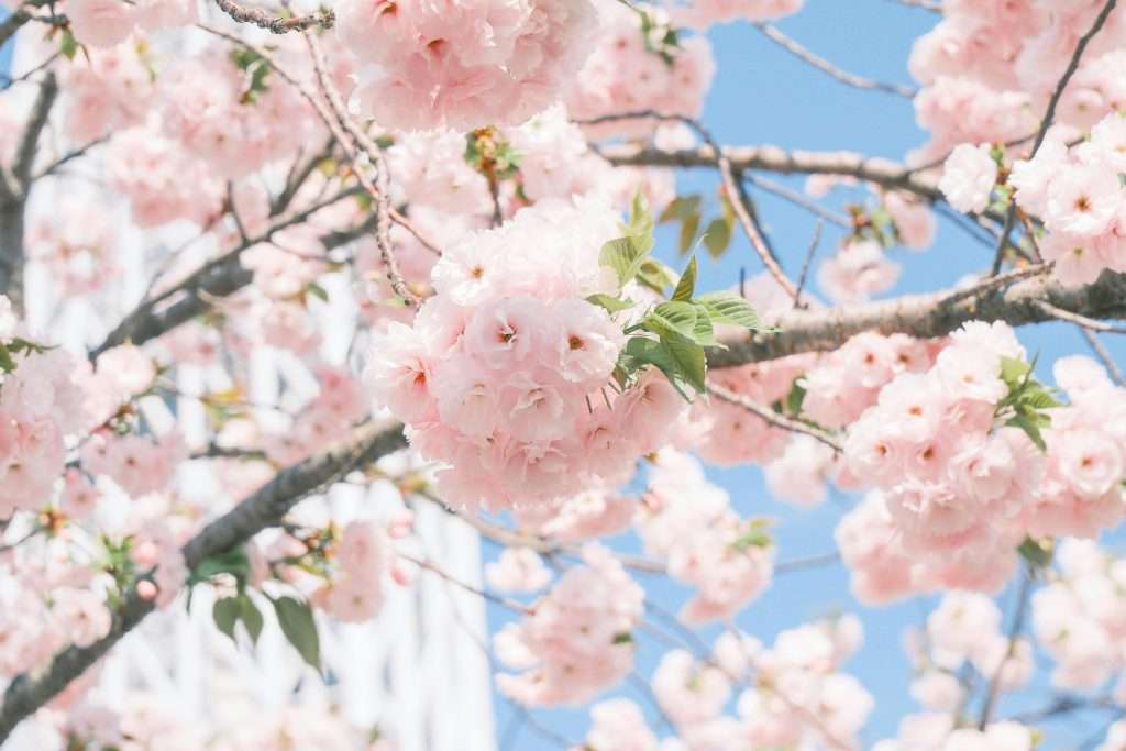 cherry blossom season 2026