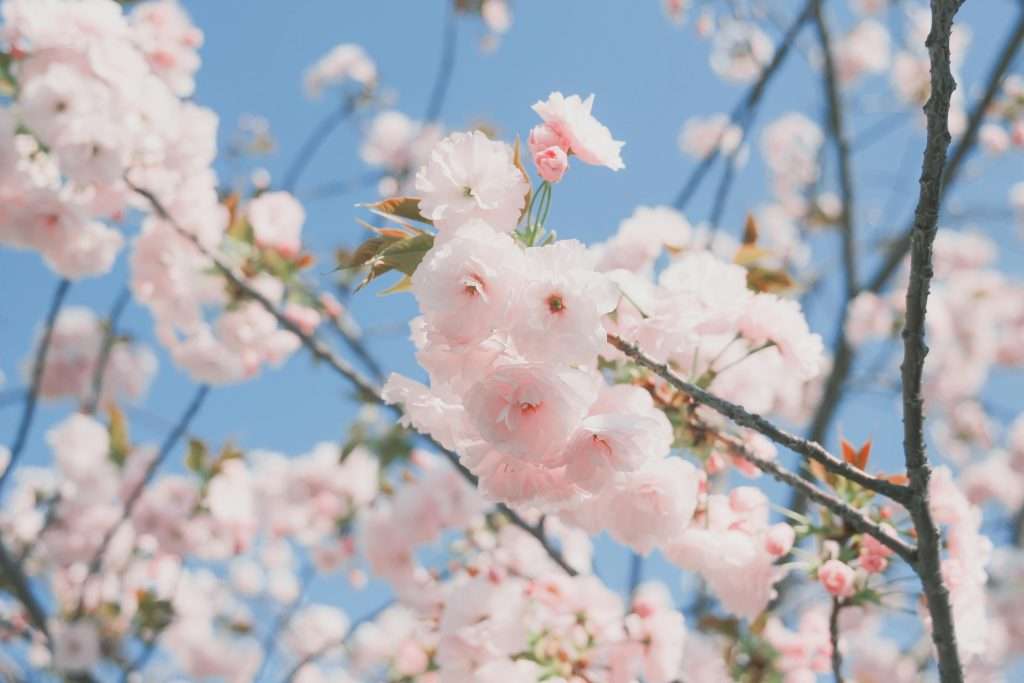 yoshino cherry