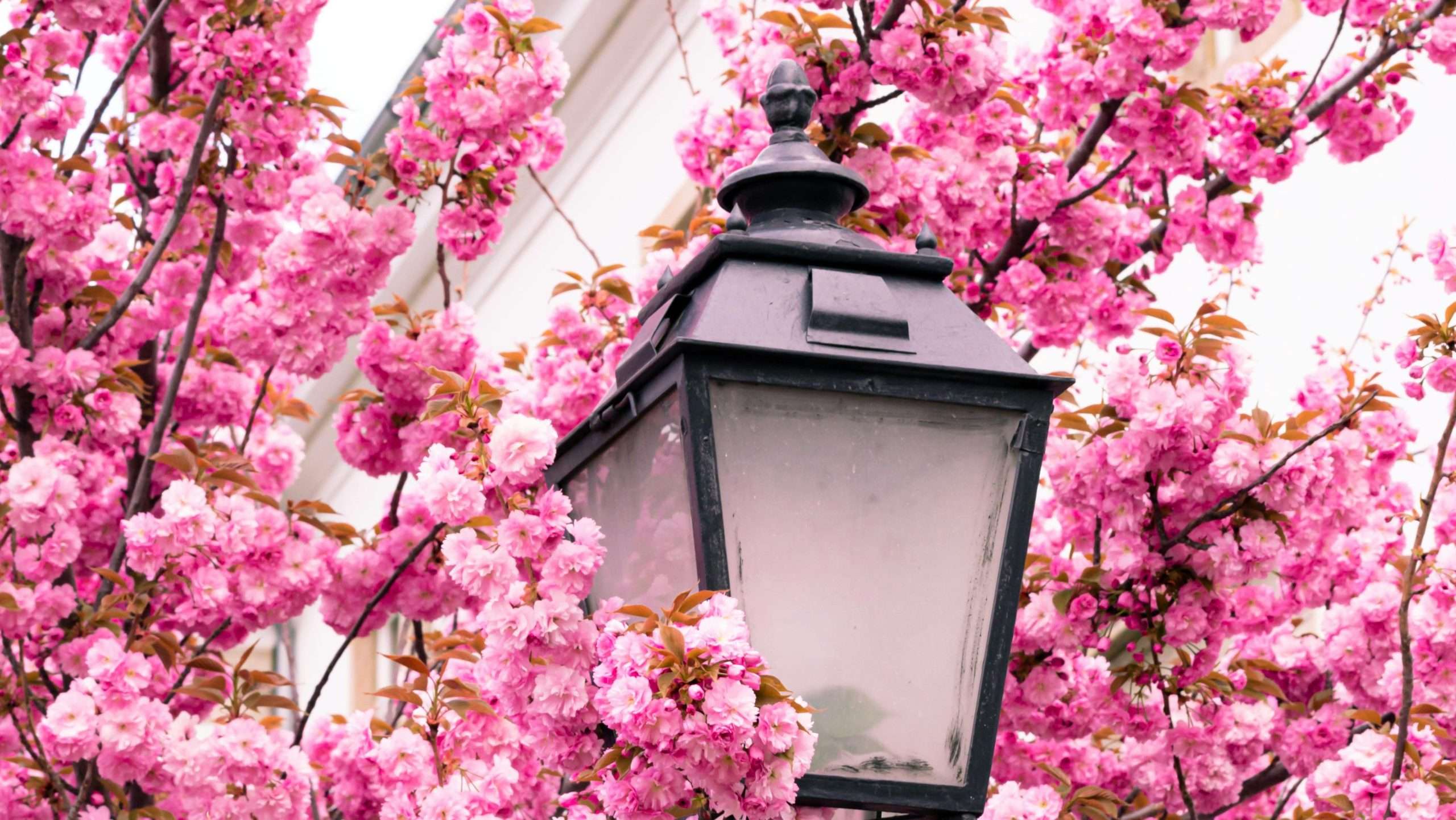 cherry blossom season 2026 double-layered cherry