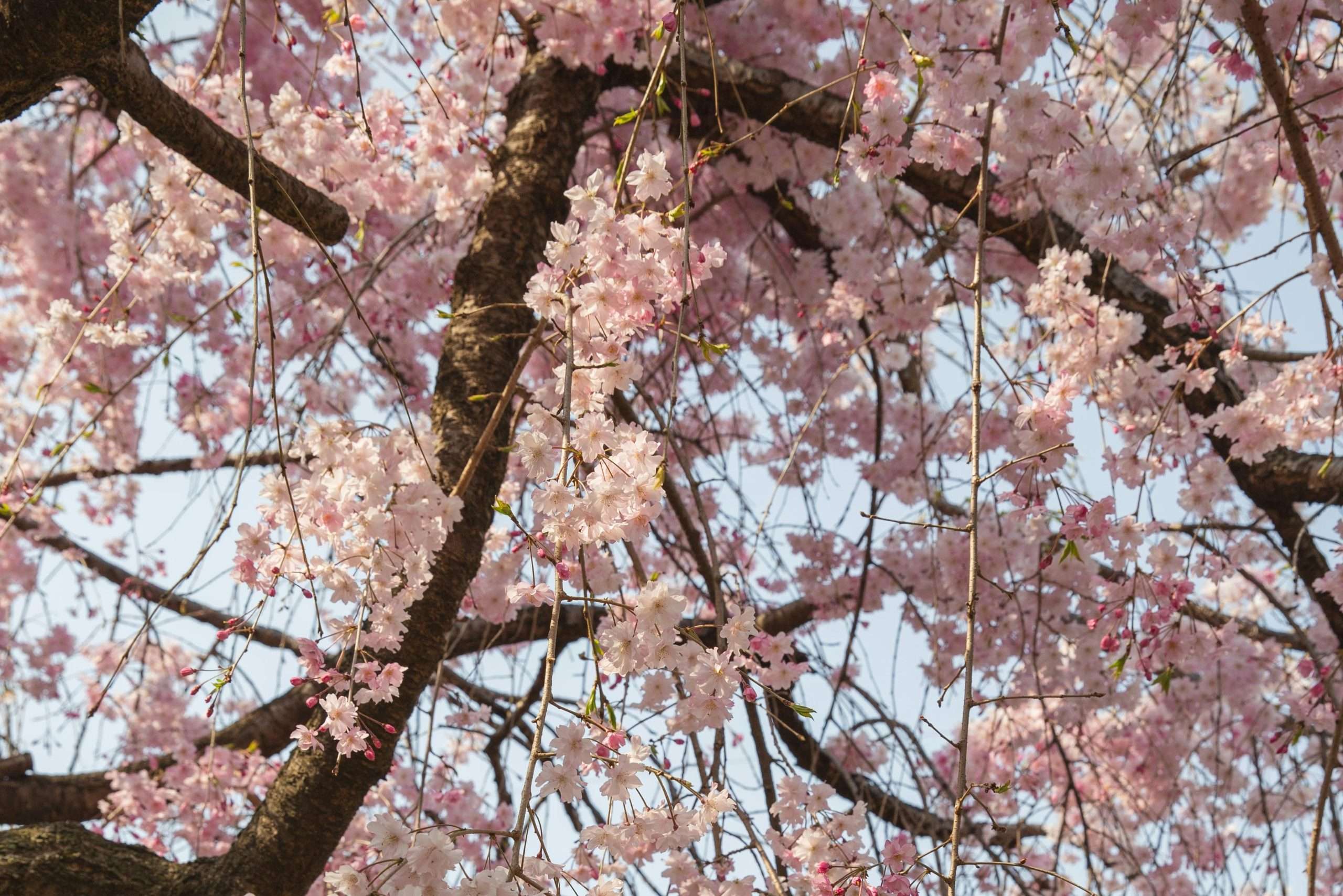 weeping cherry
