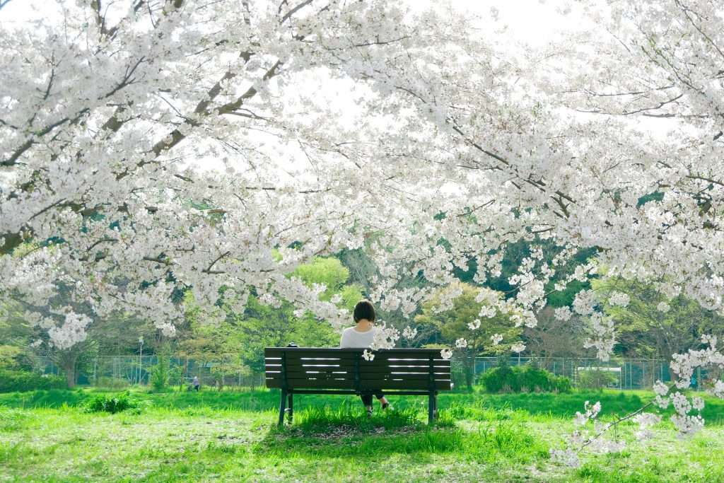 cherry blossoms in kyoto