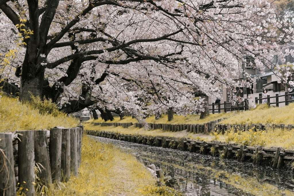 cherry blossoms in tokyo