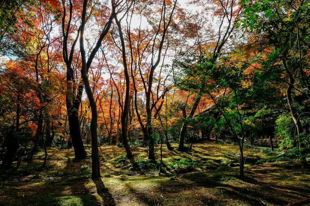 successful foreign run businesses in rural japan